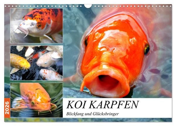 Koi Karpfen. Blickfang und Glücksbringer (Wandkalender 2026 DIN A3 quer), CALVENDO Monatskalender