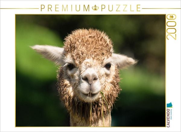 CALVENDO Puzzle Alpaka | 2000 Teile Lege-Größe 90x67cm Foto-Puzzle für glückliche Stunden