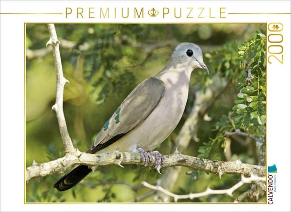 CALVENDO Puzzle Bronzefleck-Taube im Kruger Nationalpark | 2000 Teile Lege-Größe 90x67cm Foto-Puzzle für glückliche Stunden