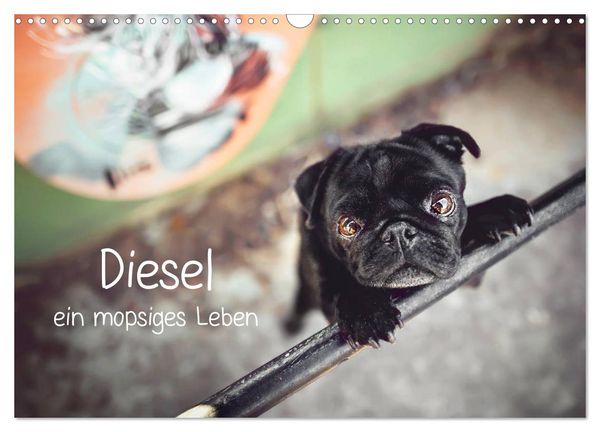 Diesel - ein mopsiges Leben (Wandkalender 2026 DIN A3 quer), CALVENDO Monatskalender