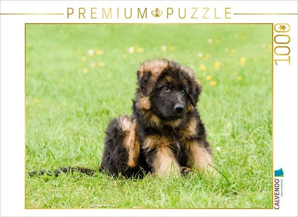 CALVENDO Puzzle Schäferhund - Welpe Rüde | 1000 Teile Lege-Größe 64x48cm Foto-Puzzle für glückliche Stunden