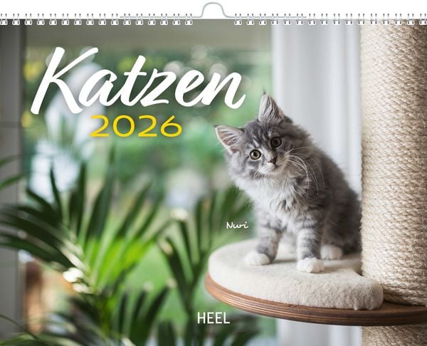 Kalender Katzen 2026 Eintragkalender