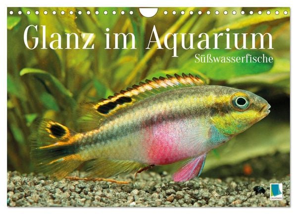 Glanz im Aquarium: Süßwasserfische (Wandkalender 2026 DIN A4 quer), CALVENDO Monatskalender