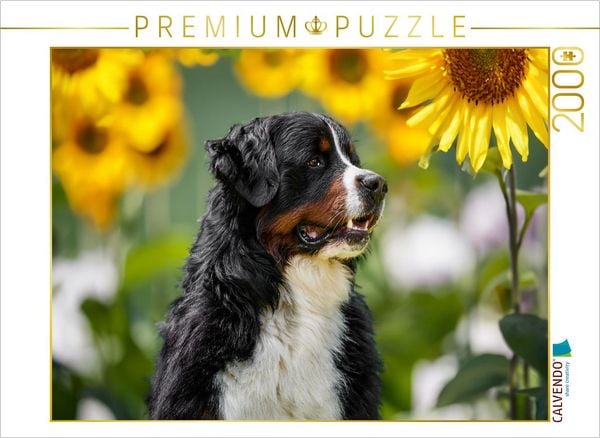 CALVENDO Puzzle Sonnenblumenzeit | 2000 Teile Lege-Größe 90x67cm Foto-Puzzle für glückliche Stunden
