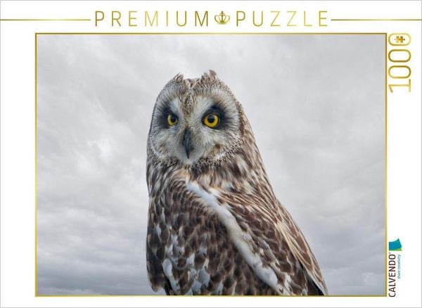 CALVENDO Puzzle Sumpfohreule | 1000 Teile Lege-Größe 64x48cm Foto-Puzzle für glückliche Stunden