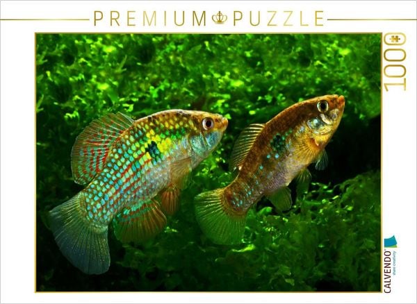 CALVENDO Puzzle Jordanella floridae, FLORIDA U.S.A | 1000 Teile Lege-Größe 64x48cm Foto-Puzzle für glückliche Stunden