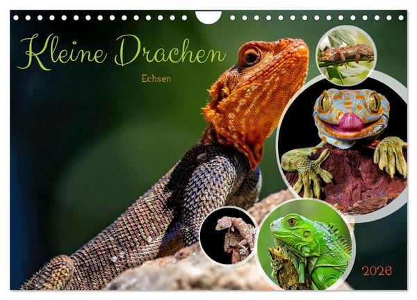 Kleine Drachen - Echsen (Wandkalender 2026 DIN A4 quer), CALVENDO Monatskalender