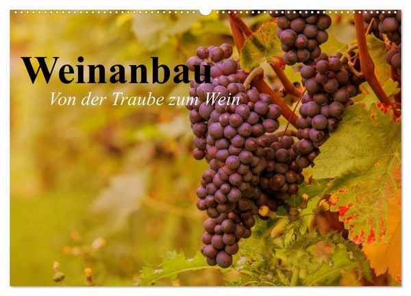 Weinanbau. Von der Traube zum Wein (Wandkalender 2026 DIN A2 quer), CALVENDO Monatskalender