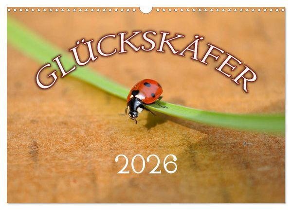 Marienkäfer 2026 (Wandkalender 2026 DIN A3 quer), CALVENDO Monatskalender