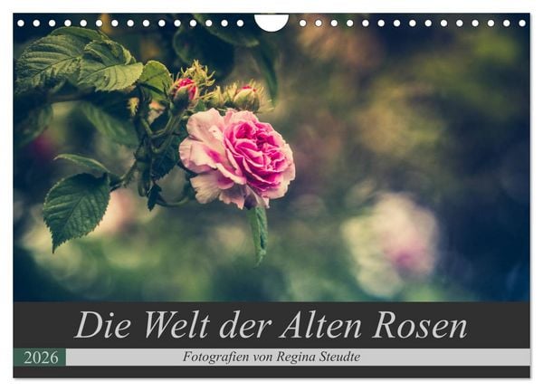 Die Welt der Alten Rosen (Wandkalender 2026 DIN A4 quer), CALVENDO Monatskalender