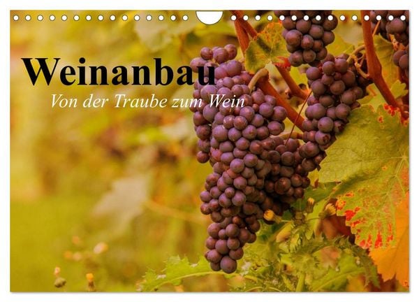 Weinanbau. Von der Traube zum Wein (Wandkalender 2026 DIN A4 quer), CALVENDO Monatskalender