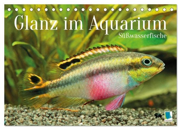 Glanz im Aquarium: Süßwasserfische (Tischkalender 2026 DIN A5 quer), CALVENDO Monatskalender