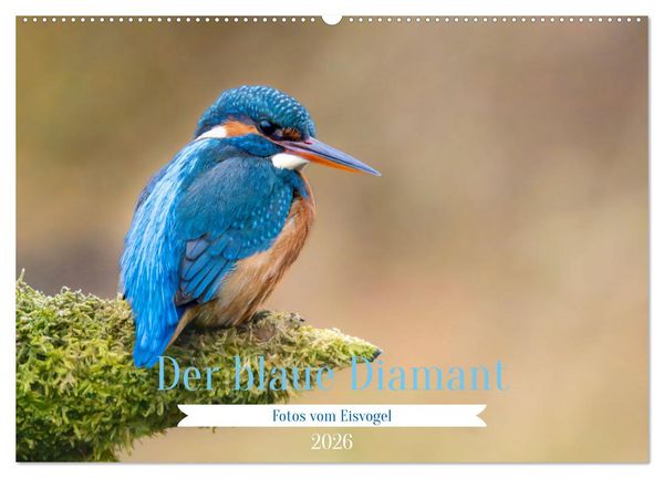 Der blaue Diamant - Fotos vom Eisvogel (Wandkalender 2026 DIN A2 quer), CALVENDO Monatskalender