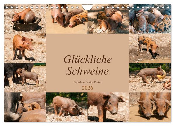 Glückliche Schweine Berkshire-Iberico Ferkel (Wandkalender 2026 DIN A4 quer), CALVENDO Monatskalender