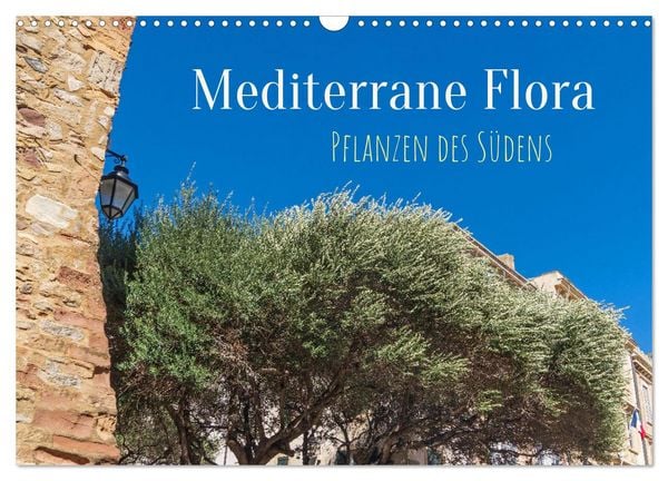 Mediterrane Flora - Pflanzen des Südens (Wandkalender 2026 DIN A3 quer), CALVENDO Monatskalender