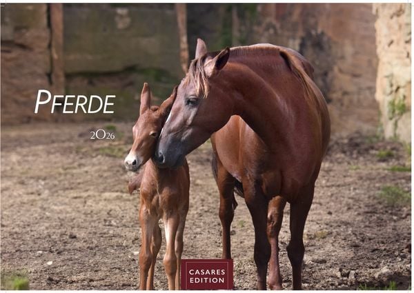 Pferde Kalender 2026 – Wandkalender | Fotokalender Tierkalender 35x50cm mit 12 wunderschönen Fotos dieser edlen Tiere