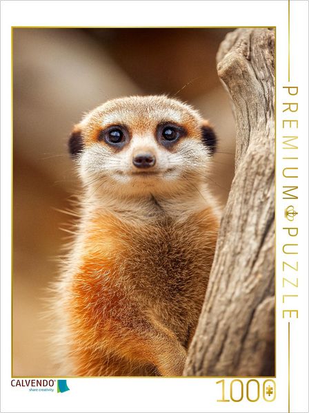 CALVENDO Puzzle Süßes Erdmännchen mit großen Augen im Portrait | 1000 Teile Lege-Größe 64x48cm Foto-Puzzle für glückliche Stunden