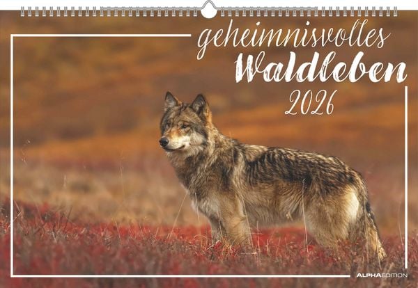 Geheimnisvolles Waldleben 2026 - Bildkalender 49,5x33 cm - Tiere und Pflanzen in unseren heimischen Wäldern - Wandkalender - Wandplaner - Tierkalender