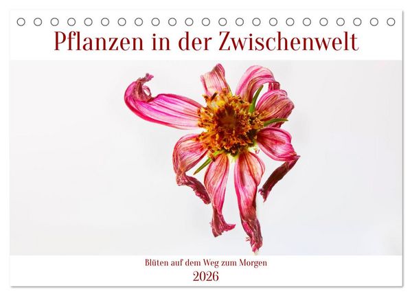 Pflanzen in der Zwischenwelt (Tischkalender 2026 DIN A5 quer), CALVENDO Monatskalender