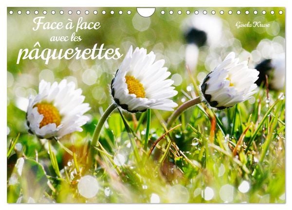 Face à face avec les pâquerettes (Calendrier mural 2026 DIN A4 vertical), CALVENDO calendrier mensuel