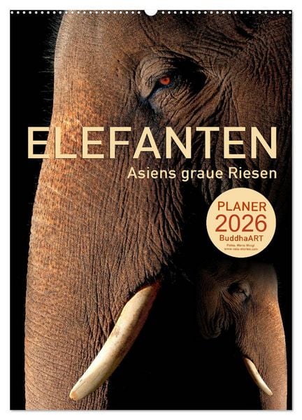 ELEFANTEN - Asiens graue Riesen (Wandkalender 2026 DIN A2 hoch), CALVENDO Monatskalender