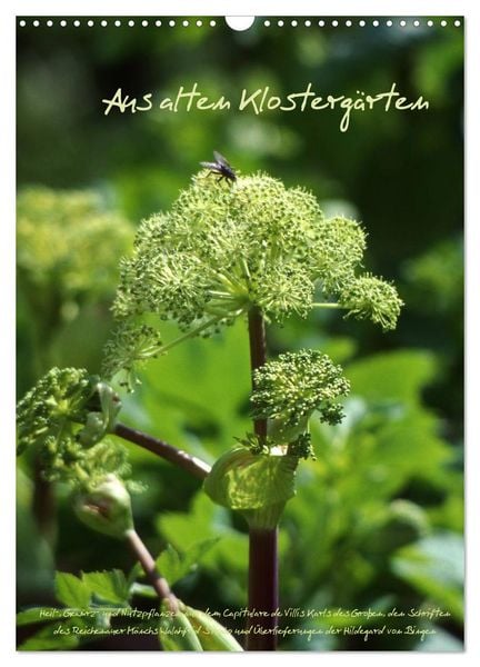 Aus alten Klostergärten (Wandkalender 2026 DIN A3 hoch), CALVENDO Monatskalender