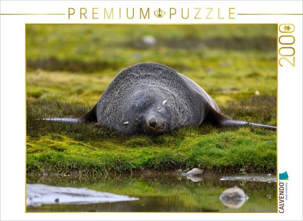 CALVENDO Puzzle Schlafender Seebär | 2000 Teile Lege-Größe 90x67cm Foto-Puzzle für glückliche Stunden