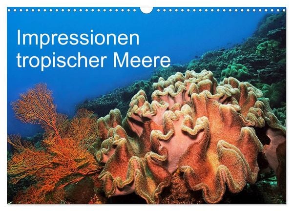 Impressionen tropischer Meere (Wandkalender 2026 DIN A3 quer), CALVENDO Monatskalender