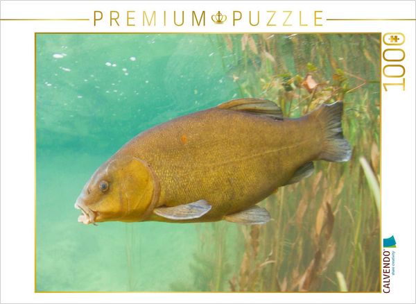 CALVENDO Puzzle Schleie im Fluss Ain, Bourgogne-Franche-Comté | 1000 Teile Lege-Größe 64x48cm Foto-Puzzle für glückliche Stunden