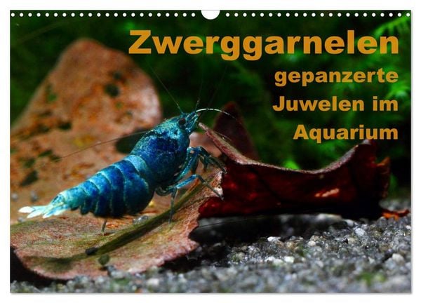 Zwerggarnelen - gepanzerte Juwelen im Aquarium (Wandkalender 2026 DIN A3 quer), CALVENDO Monatskalender