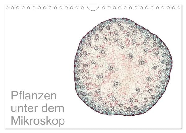 Pflanzen unter dem Mikroskop (Wandkalender 2026 DIN A4 quer), CALVENDO Monatskalender