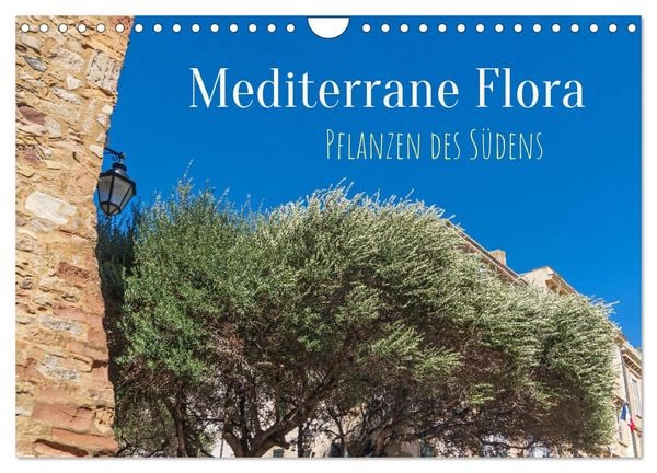 Mediterrane Flora - Pflanzen des Südens (Wandkalender 2026 DIN A4 quer), CALVENDO Monatskalender