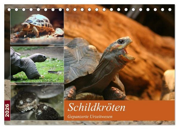 Schildkröten - Gepanzerte Urzeitwesen (Tischkalender 2026 DIN A5 quer), CALVENDO Monatskalender