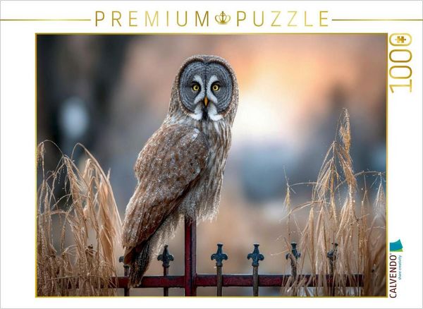 CALVENDO Puzzle Ein Bartkauz auf einem Zaun | 1000 Teile Lege-Größe 64x48cm Foto-Puzzle für glückliche Stunden