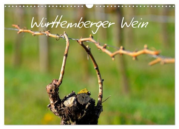 Württemberger Wein 2026 (Wandkalender 2026 DIN A3 quer), CALVENDO Monatskalender
