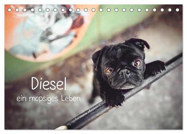 Diesel - ein mopsiges Leben (Tischkalender 2026 DIN A5 quer), CALVENDO Monatskalender