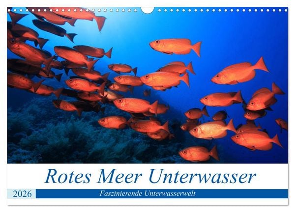 Rotes Meer Unterwasser (Wandkalender 2026 DIN A3 quer), CALVENDO Monatskalender