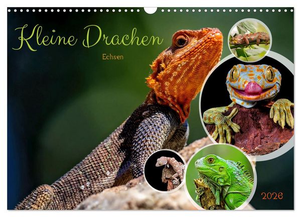 Kleine Drachen - Echsen (Wandkalender 2026 DIN A3 quer), CALVENDO Monatskalender