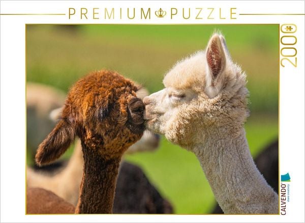 CALVENDO Puzzle Alpakafohlen | 2000 Teile Lege-Größe 90x67cm Foto-Puzzle für glückliche Stunden