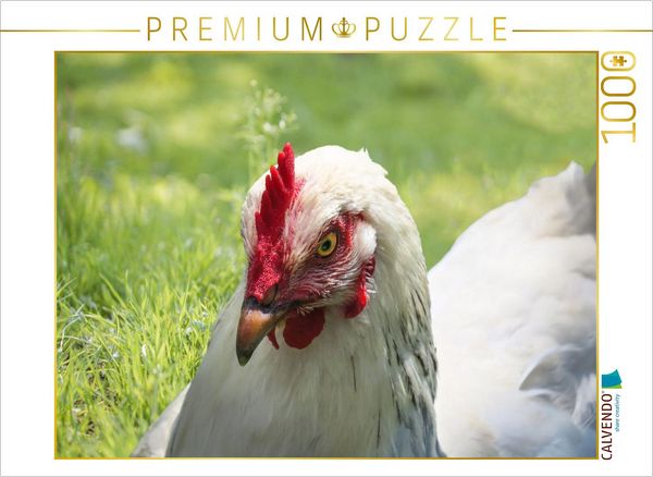CALVENDO Puzzle Glückliche Freilandhühner | 1000 Teile Lege-Größe 64x48cm Foto-Puzzle für glückliche Stunden