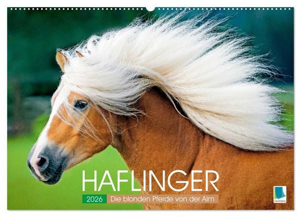 Haflinger: Die blonden Pferde von der Alm (Wandkalender 2026 DIN A2 quer), CALVENDO Monatskalender