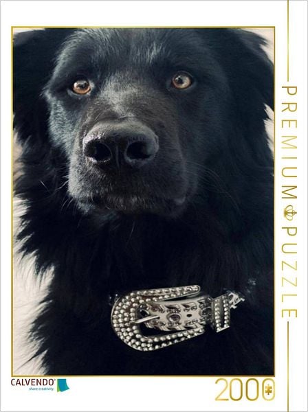 CALVENDO Puzzle Hund in der Pubertät | 2000 Teile Lege-Größe 90x67cm Foto-Puzzle für glückliche Stunden
