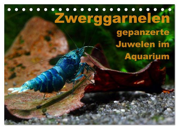 Zwerggarnelen - gepanzerte Juwelen im Aquarium (Tischkalender 2026 DIN A5 quer), CALVENDO Monatskalender