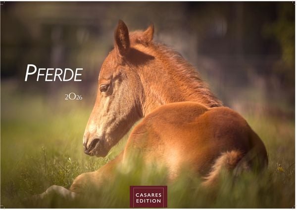Pferde Kalender 2026 – Wandkalender | Fotokalender Tierkalender 24x35cm mit 12 wunderschönen Fotos dieser edlen Tiere
