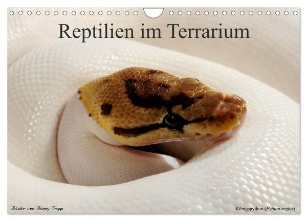 REPTILIEN IM TERRARIUM (Wandkalender 2026 DIN A4 quer), CALVENDO Monatskalender