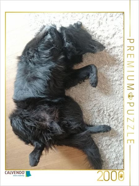 CALVENDO Puzzle dem Hund gehts gut | 2000 Teile Lege-Größe 90x67cm Foto-Puzzle für glückliche Stunden