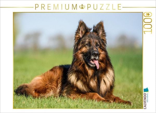 CALVENDO Puzzle Wunderschöner Schäferhund Rüde | 1000 Teile Lege-Größe 64x48cm Foto-Puzzle für glückliche Stunden