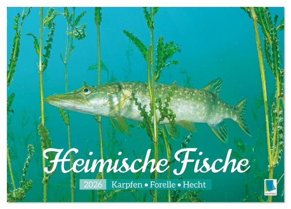 Heimische Fische: Karpfen, Forelle, Hecht (Wandkalender 2026 DIN A4 quer), CALVENDO Monatskalender