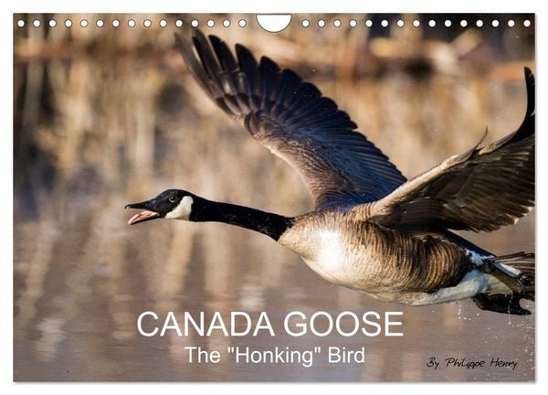 CANADA GOOSE / UK-Version (Wall Calendar 2026 DIN A4 landscape), CALVENDO 12 Month Wall Calendar