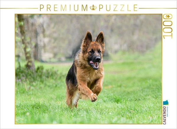 CALVENDO Puzzle Schäferhündin | 1000 Teile Lege-Größe 64x48cm Foto-Puzzle für glückliche Stunden